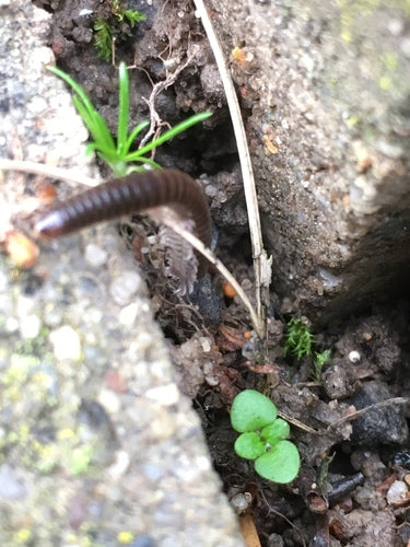 Pied-cordier commun — Bild 2