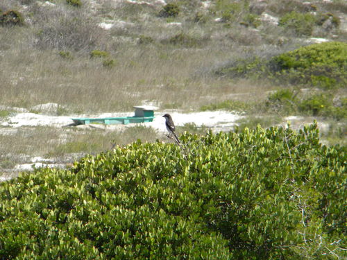 Pie-grièche budgétaire commune — photo 4 sur 8