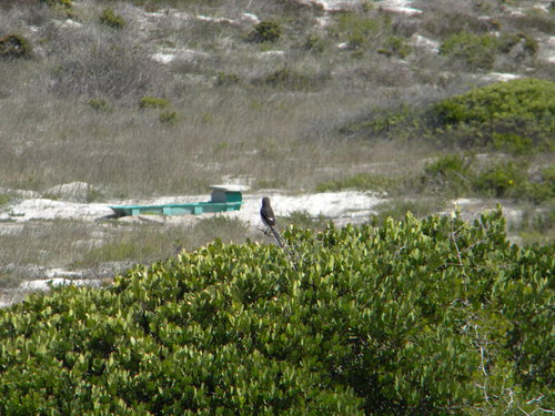 Pie-grièche budgétaire commune — photo 3 sur 8