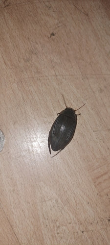 Coléoptère jaune commun — Bild 2