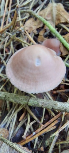 Casque de radis commun — Bild 3