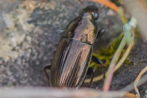 Coléoptère commun — Bild 4