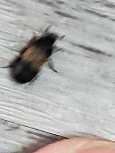 Coléoptère commun du bacon — Bild 4