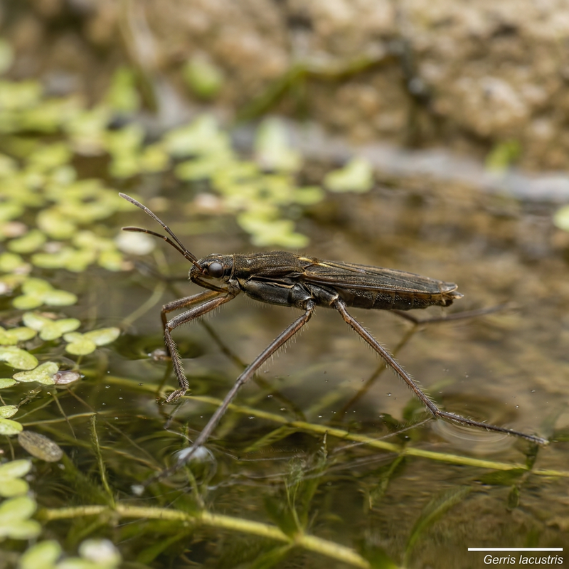 Marcheur d'eau commun