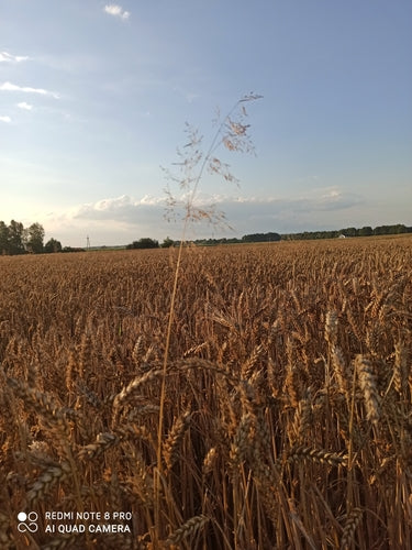 Lame de vent commune — photo 3 sur 9