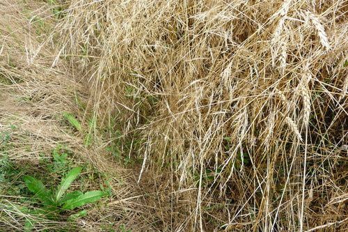 Lame de vent commune — photo 2 sur 9