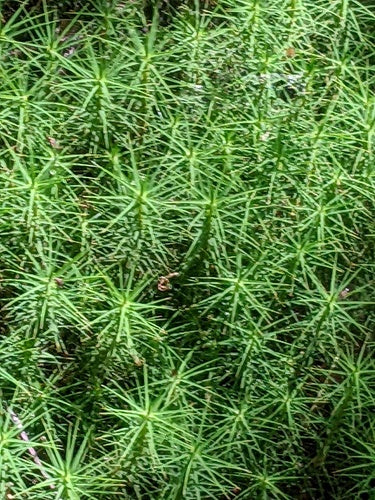 Widertonmoss commune — photo 5 sur 11