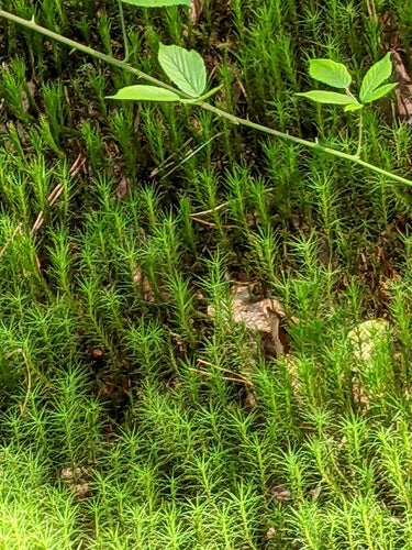 Widertonmoss commune — photo 4 sur 11