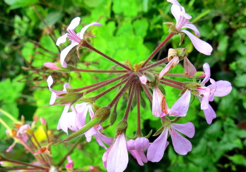 géranium — Bild 3