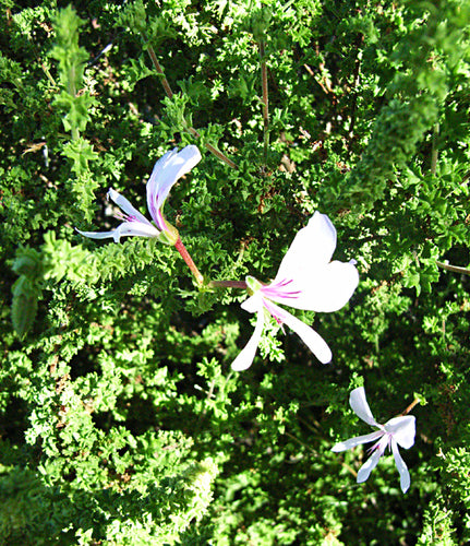 Géraniums — Bild 1