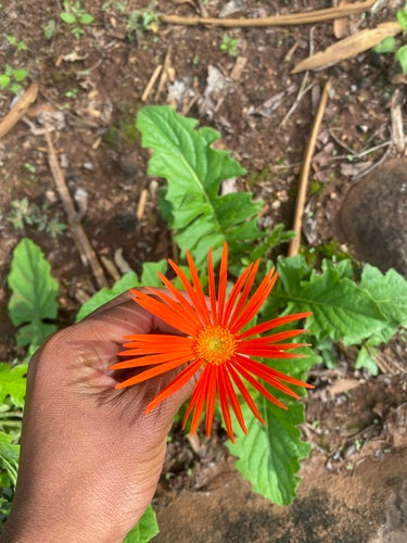 Gerberas — Bild 3