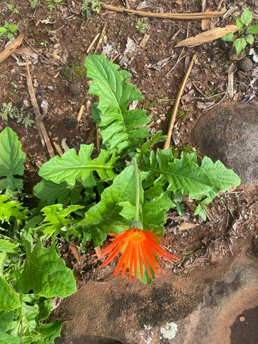 Gerberas — Bild 2