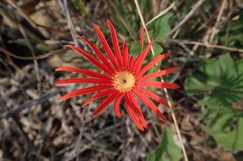 Gerberas — Bild 5
