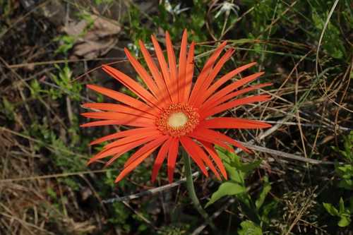 Gerbera - Bild 1