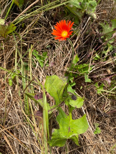 Gerberas — Bild 4