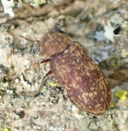 Coléoptère rongeur pie (horloge de la mort) — Bild 5