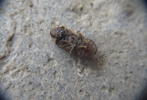 Coléoptère rongeur pie (horloge de la mort) — photo 1 sur 16