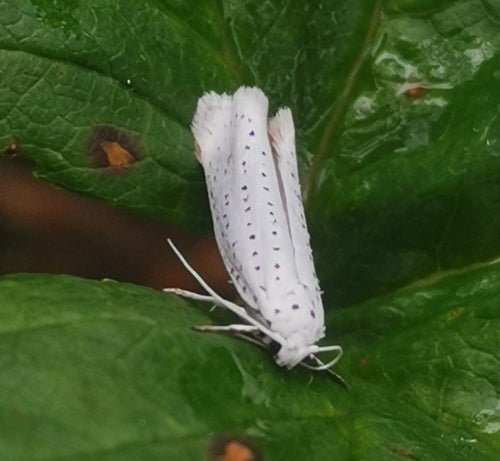 Papillons de nuit Web — Bild 5
