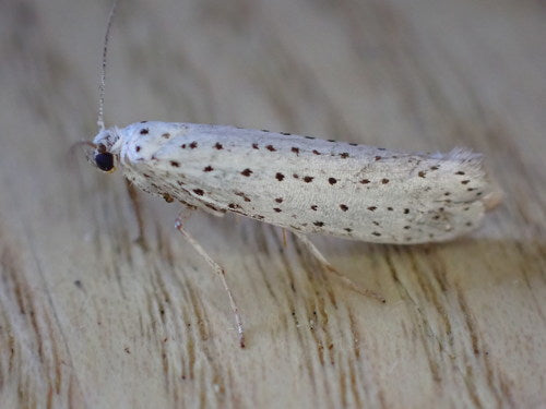 Papillons de nuit Web — Bild 3
