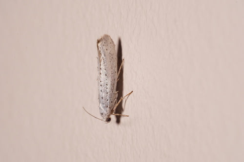 Papillons de nuit Web — Bild 2