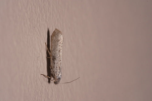 Papillons de nuit Web — Bild 1