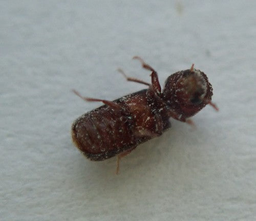 Capucine de céréales — Bild 2