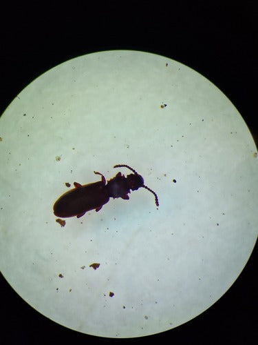 Coléoptère plat des céréales — Bild 2