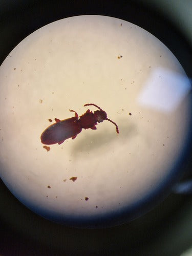 Getreideplattkäfer - Bild 7