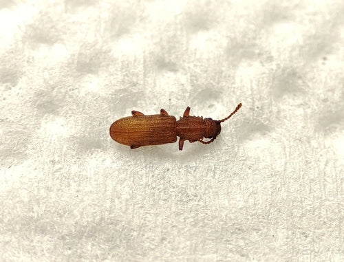 Coléoptère plat des céréales — Bild 5