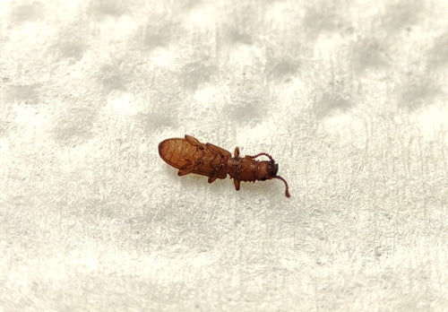 Getreideplattkäfer - Bild 6