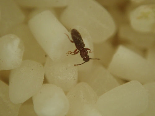 Getreideplattkäfer - Bild 2