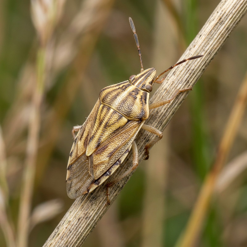 Punaise des céréales