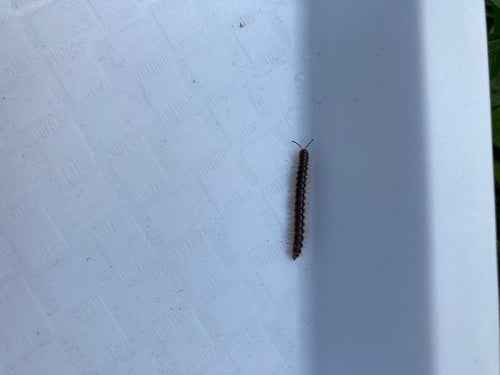 Mille-pattes de serre — Bild 4