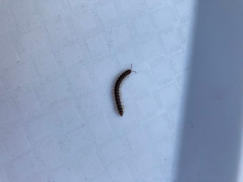 Mille-pattes de serre — Bild 3
