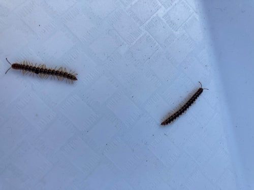 Mille-pattes de serre — Bild 2