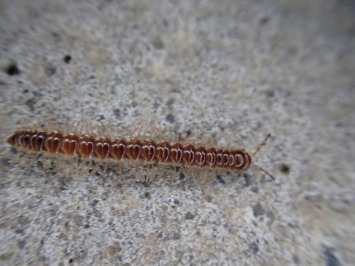 Mille-pattes de serre — Bild 5
