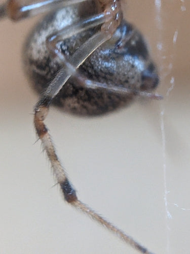Araignée de serre — Bild 5