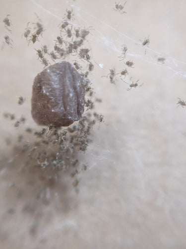 Araignée de serre — Bild 4