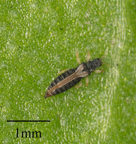 Thrips des serres — Bild 4