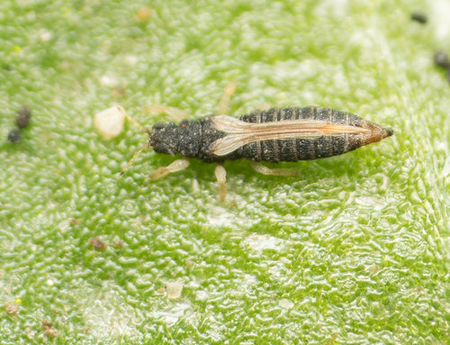 Thrips des serres — Bild 5