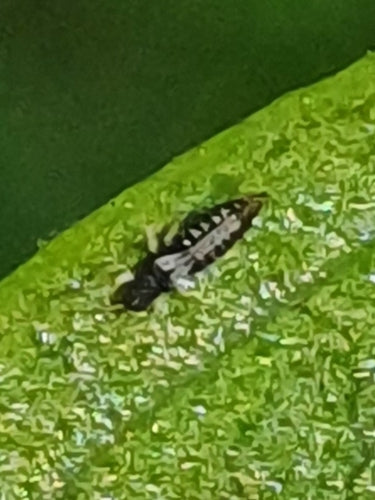 Thrips des serres — Bild 3