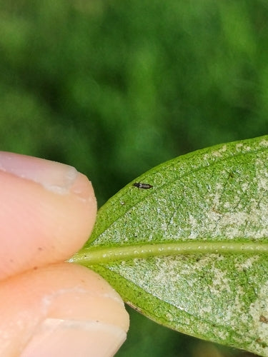 Thrips des serres — Bild 2