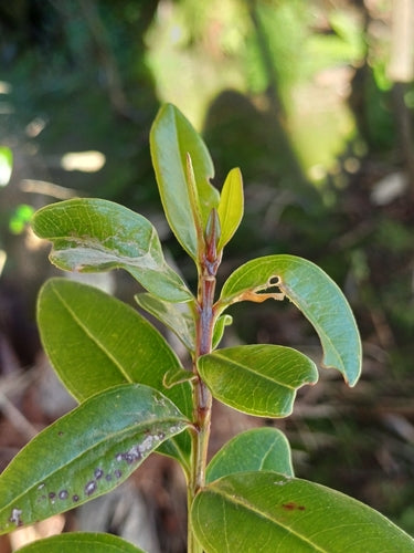 Thrips des serres — Bild 1