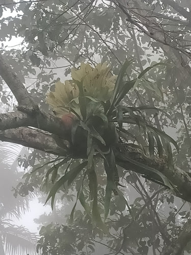 Fougère staghorn — Bild 4