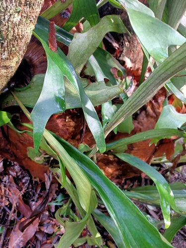 Fougère staghorn — Bild 5