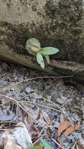 Fougère staghorn — Bild 1