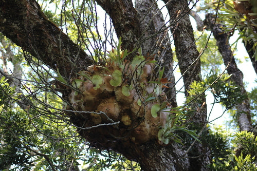 Fougère staghorn — Bild 2