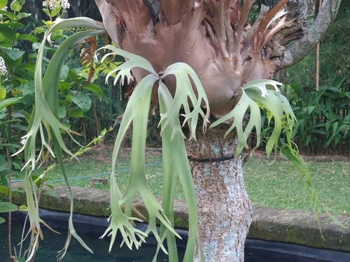 Fougère staghorn — Bild 3