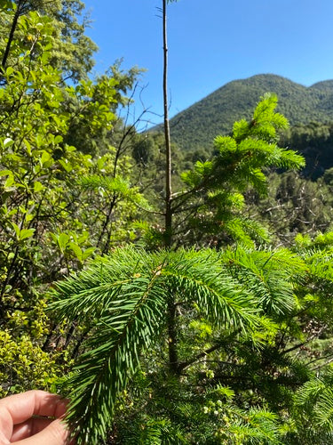 Sapin de Douglas commun — Bild 5