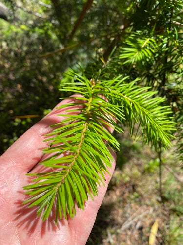 Sapin de Douglas commun — Bild 4